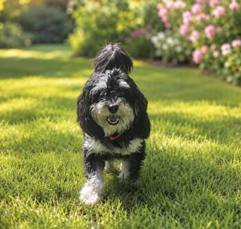 Lila -  Shih Tzu and Japanese Chin Dog for Adoption in Huntingtown, Maryland - Lila | PetCurious