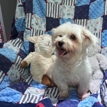 Maltese Dogs Available for Adoption in Danville, Vermont - Charlotte | PetCurious