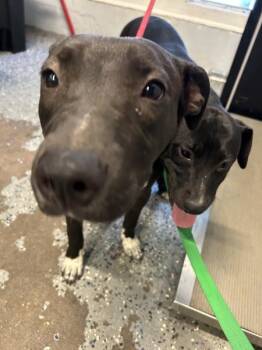 Pit Bull Terrier Dogs Available for Adoption in Mobile, Alabama - Valkyrie | PetCurious