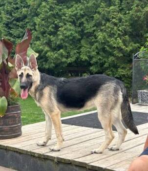 NALA -  German Shepherd Dog Dog for Adoption in Rossford, Ohio - NALA | PetCurious
