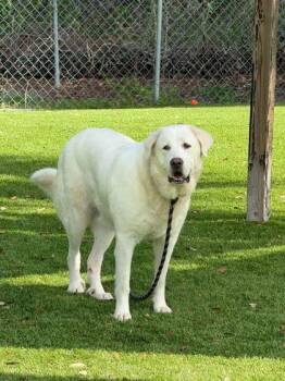 Mixed Breed Dogs Available for Adoption in Daytona Beach, Florida - Wallflower - 3 | PetCurious