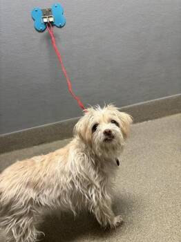 MIKA -  Terrier Dog for Adoption in Las Vegas, Nevada - MIKA | PetCurious