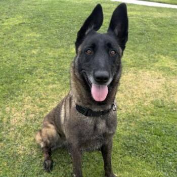 KALI -  Belgian Shepherd Malinois Dog for Adoption in Camarillo, California - KALI | PetCurious
