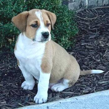 Beagle and Retriever Dogs Available for Adoption - Gretzky | PetCurious