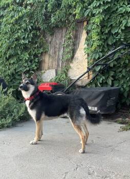 Kiena -  German Shepherd Dog Dog for Adoption in Carr, Colorado - Kiena | PetCurious