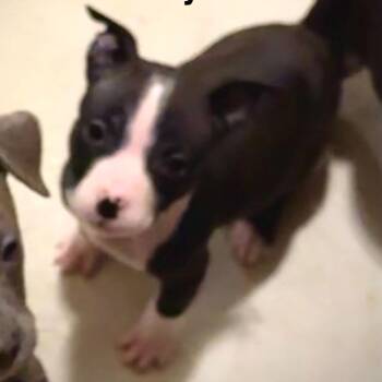 Foxy -  Pit Bull Terrier and Mixed Breed Dog for Adoption in Olathe, Kansas - Foxy | PetCurious
