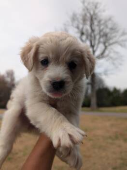 Rescue Great Pyrenees and Husky Dogs for Adoption in Spring Hill, Tennessee - Yelena | PetCurious