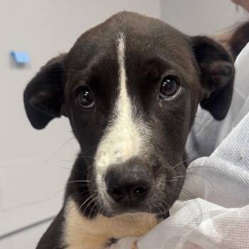 Cloud -  American Staffordshire Terrier and Retriever Dog for Adoption in Greenville, South Carolina - Cloud | PetCurious