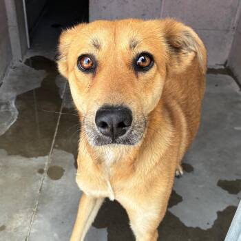Phoenix -  Shepherd and Mixed Breed Dog Available for Adoption in Yuma, Arizona - Phoenix | PetCurious