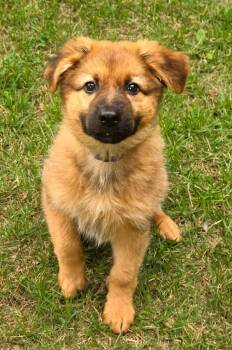 Ahsoka (8102) -  Shepherd and Mixed Breed Dog for Adoption in Lindenhurst, New York - Ahsoka (8102) | PetCurious