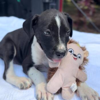 Rescue Dogo Argentino and Weimaraner Dogs for Adoption in Houston, Texas - Sneezy | PetCurious
