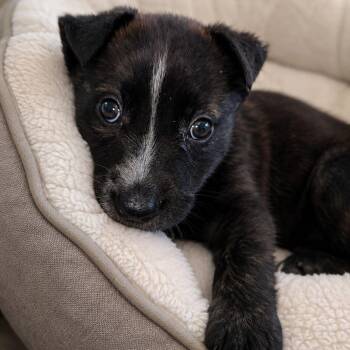 Maple -  Shepherd Dog for Adoption in Houston, Texas - Maple | PetCurious