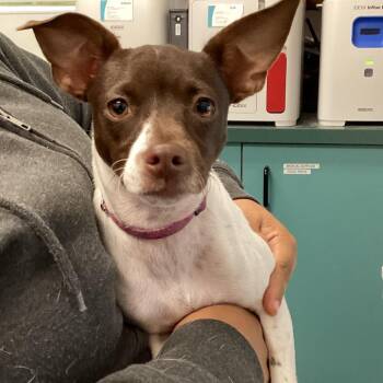 Chloe -  Rat Terrier and Mixed Breed Dog for Adoption in Tampa, Florida - Chloe | PetCurious