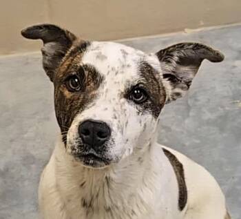 Mia -  Mixed Breed Dog for Adoption in Georgetown, Kentucky - Mia | PetCurious