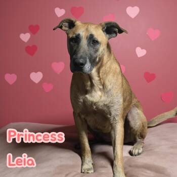 Rescue German Shepherd Dog Dogs for Adoption in Chuckey, Tennessee - Princess Leia | PetCurious