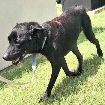 Ranger -  Mixed Breed Dog for Adoption in Bentonville, Arkansas - Ranger | PetCurious