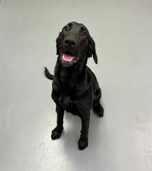 Bunny -  Black Labrador Retriever Dog for Adoption in Phoenix, Oregon - Bunny | PetCurious