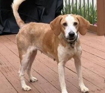 Cassie -  Hound Dog for Adoption in Aurora, Illinois - Cassie | PetCurious