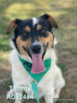 Collie Dogs Available for Adoption in Newnan, Georgia - Timmy | PetCurious