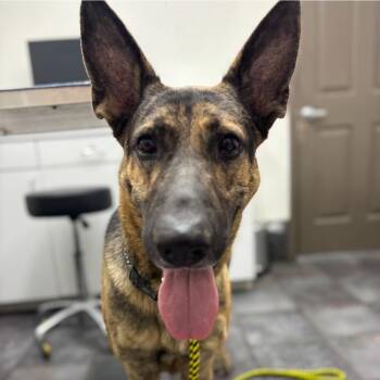 Rescue German Shepherd Dog Dogs for Adoption in Jay, New York - Chucky | PetCurious