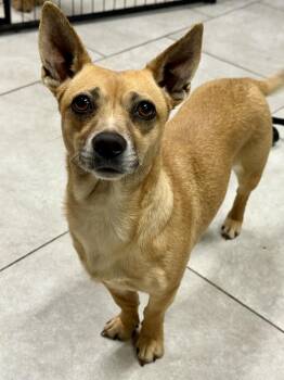 Chihuahua Dogs Available for Adoption - Brownie | PetCurious