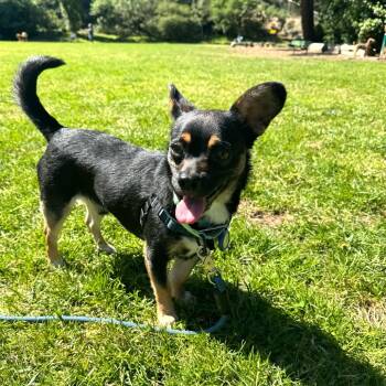 Chihuahua and Mixed Breed Dogs Available for Adoption in San Francisco, California - Bill | PetCurious