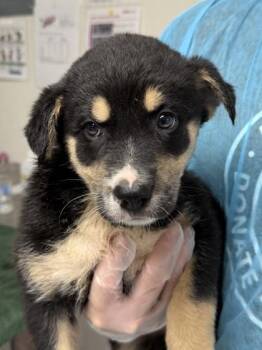Shepherd and Mixed Breed Dogs Available for Adoption in San Antonio, Texas - Everly | PetCurious