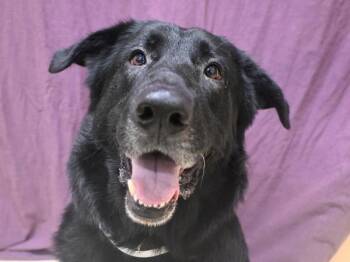 Shepherd and Mixed Breed Dogs Available for Adoption in Portland, Oregon - Honey Bear | PetCurious