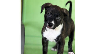 Rescue Labrador Retriever and American Bulldog Dogs for Adoption in Youngsville, North Carolina - Orion | PetCurious