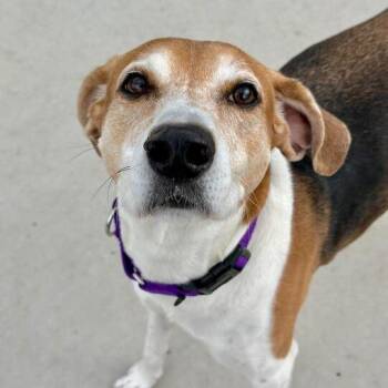 Hound Dogs Available for Adoption in Matteson, Illinois - Meelo | PetCurious