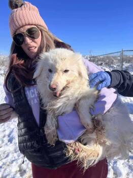 Great Pyrenees Dogs Available for Adoption - Fluffnugget | PetCurious