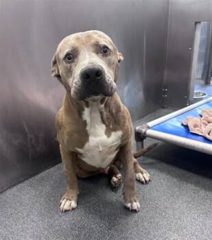 Rescue Mixed Breed Dogs for Adoption in Dallas, Texas - HOPS | PetCurious