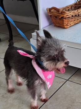 Lily -  Miniature Schnauzer Dog for Adoption - Lily | PetCurious