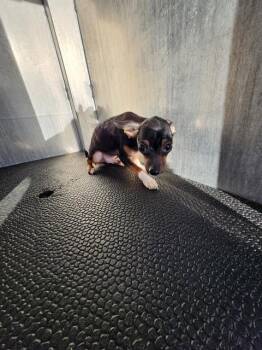 Chihuahua Dogs Available for Adoption - SOCKS | PetCurious