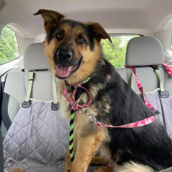German Shepherd Dog Dogs Available for Adoption in Chester Springs, Pennsylvania - Kobe | PetCurious