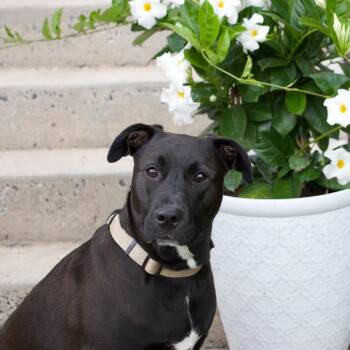 Big Murph -  Black Labrador Retriever and Mixed Breed Dog for Adoption in Houston, Texas - Big Murph | PetCurious
