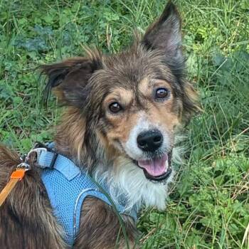 Miss Perfect Halo -  Corgi Dog for Adoption in Ridgefield, Washington - Miss Perfect Halo | PetCurious
