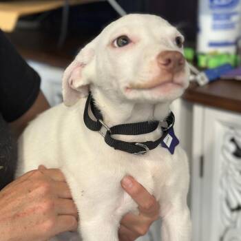 York -  Mixed Breed Dog for Adoption in San Francisco, California - York | PetCurious