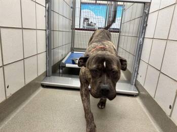 Pit Bull Terrier and Mixed Breed Dogs Available for Adoption - ARANCINI | PetCurious