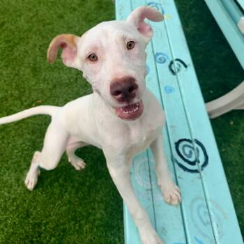 JAMESON -  Mixed Breed Dog for Adoption in Cranston, Rhode Island - JAMESON | PetCurious