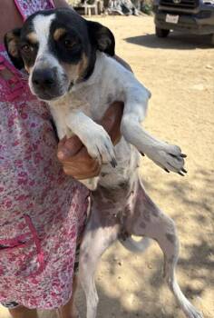 Matilda -  Chihuahua and Mixed Breed Dog for Adoption in Fresno, California - Matilda | PetCurious