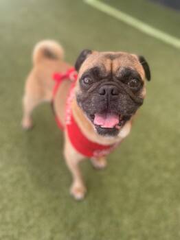 Rescue Pug Dogs for Adoption in Gardena, California - Scoby | PetCurious