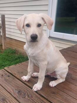 Snoops -  Yellow Labrador Retriever and Labrador Retriever Dog for Adoption in Coldwater, Michigan - Snoops | PetCurious