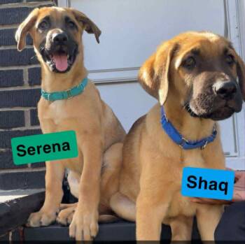 Rescue Mastiff and German Shepherd Dog Dogs for Adoption in Oregon, Ohio - Serena | PetCurious
