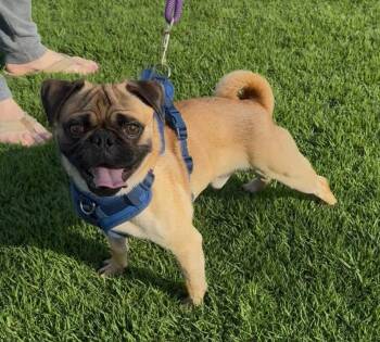 Pug Dogs Available for Adoption in Dana Point, California - Pugsley | PetCurious