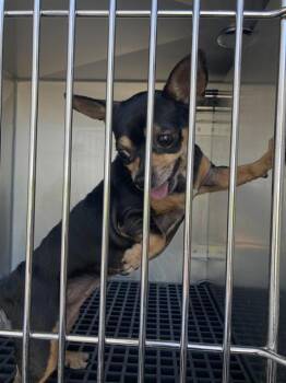 Mixed Breed Dogs Available for Adoption in Dallas, Texas - GRACE | PetCurious