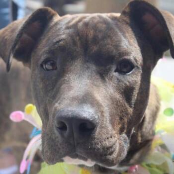 Snoop Dawggy -  American Staffordshire Terrier Dog for Adoption in Houston, Texas - Snoop Dawggy | PetCurious