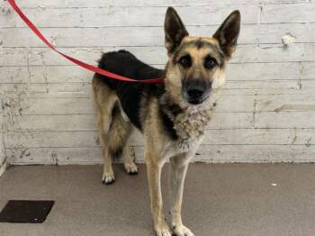 RANGER -  German Shepherd Dog Dog for Adoption in San Bernardino, California - RANGER | PetCurious