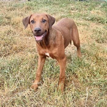 Rescue Labrador Retriever Dogs for Adoption in Longview, Texas - Yogi | PetCurious