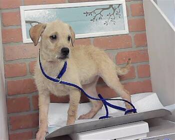 A2093618 -  Chihuahua and Mixed Breed Dog for Adoption in Houston, Texas - A2093618 | PetCurious